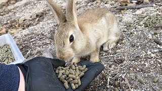 赤ちゃんうさぎに手からペレットを食べてもらいたい！【奮闘記】