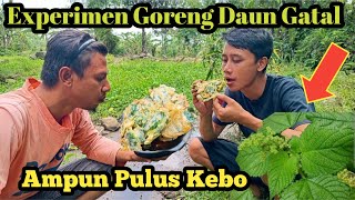 GORENG DAUN PULUS KEBO RASANYA TAK TERDUGA