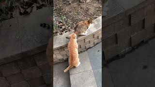 猫咪也过情人节？｜Cats celebrate Valentine's Day too?