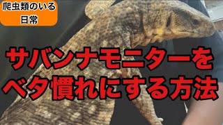 #384 サバンナモニターをベタ慣れに育てる方法を解説します