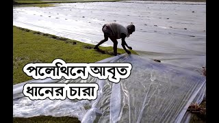 পলেথিন দিয়ে কেন ধানের চারা ঢেকে দিতে হয়। পলিথিন আবৃত শুকনো বীজতলা