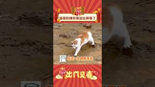 猫猫的嫌弃要溢出屏幕了 （cr供稿July ）#猫咪 #娱乐评论大赏 #娱乐评论 #shorts  #出门见喜