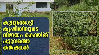 കുറുന്തോട്ടി കൃഷിയിലൂടെ വിജയം കൊയ്ത് പട്ടുവത്തെ കർഷകൻ