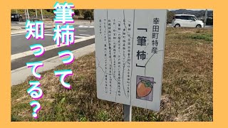 【道の駅】筆柿の里幸田　筆柿って？