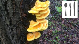 Zbiór idealnego Żółciaka siarkowego (Laetiporus sulphureus) Jaworzno 06.05.2017