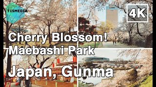 【4K】🇯🇵🌸Amazing Japan! Cherry Blossom (Sakura桜) Walking around Maebashi Park (前橋公園)🎧, Gunma, Japan