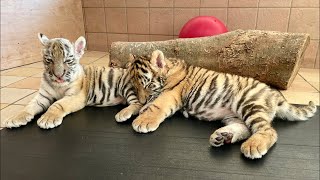 【アーカイブ配信】アムールトラの赤ちゃん休園日ライブ配信🐯