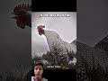 omg 😧 chicken rooster funny hen ayam troll trendingshorts trollface comedy woodworking