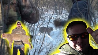 Bobcat Hunt Filmed In Northern WI #shorts