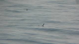 カンムリウミスズメ/Japanese Murrelet, Mar 19 2017,  城ヶ島/Jogashima, Japan.