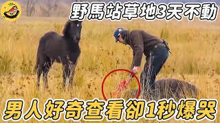 野馬站草叢3天一動不動，男人好奇上前查看，下秒竟淚流滿面......