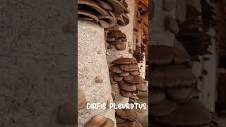 Πλευρώτους Δίρφυς Κάθετη Καλλιέργεια | Vertical Pleurotus Cultivation by Dirfis