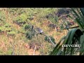 oriental turtle dove 金背鳩