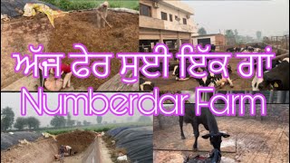 ਅੱਜ ਸੁਈ ਗਾਂ ਵੇਖੋ ਸਵੇਰ ਦਾ ਸਾਰਾ  Process Numberdar farm