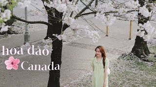 Du học Canada ✿ một tháng ngắm hoa đào Vancouver | xuunie vlog