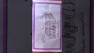 how to draw animal cell membrane #howtodraw #shortsvideo #shortsviral #art