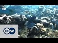 An underwater referee fights for survival | Global Ideas