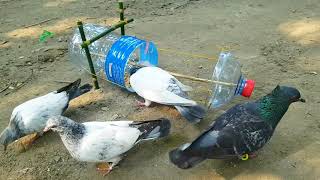 technique extrêmement cool pour attraper les pigeons facilement et rapidement,tous les Oiseaux|piège