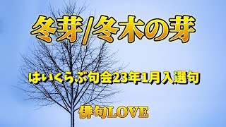 2023年2月18日「冬芽／冬木の芽（はいくらぶ句会23年1月入選句）」俳句LOVE