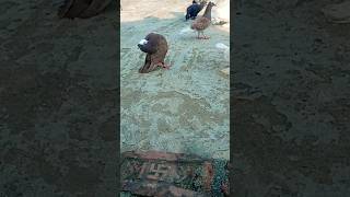 Mukhi pigeon attitude🔥😎||mukhi kabootar# #pigeon #short #video #viral#trending#whatsappstatus🕊️