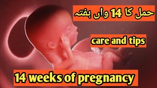 14 week of pregnancy in urdu || @talkabouthealth9675