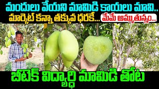 ఆర్గానిక్ మామిడి సాగు చేస్తున్న బీటెక్ యువ రైతు 👌👌| Organic Mango Farming | Kiran TV Rythu