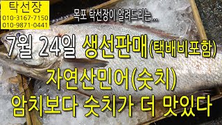 7월 24일, 자연산 민어(숫치), 맛있게 드시고 항상 건강하세요 (탁선장 목포 남도농수산 010 3167 7150. 010 9871 0441)