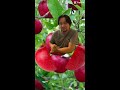 apple picking shorts reels amazing apple funny cute