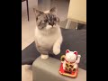 まねきねこの真似をする猫