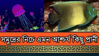 সমুদ্রের নিচে এমন আশ্চর্য কিছু প্রানী । Some of the most amazing creatures under the sea