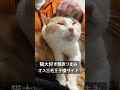 猫大好き頭皮つまみ、ボス猫＆オス三毛王子様猫 cat 猫 ねこ animal cute 猫のいる暮らし shorts