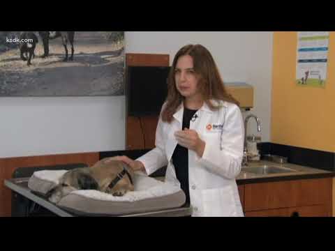 Can my dog get the flu if I have it?