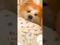 アゴ乗せのかわいらしさでスイカを欲しがる秋田犬サンゴ♪