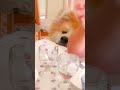 アゴ乗せのかわいらしさでスイカを欲しがる秋田犬サンゴ♪