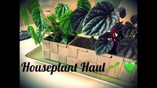 HOUSEPLANT HAUL #4 - Peperomias \u0026 More!