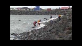 Kayak brimlending við Álftanes iceland