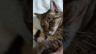 日課の朝撫で！今日もポポ様を愛でまくる！2024.06.24 #shorts #愛猫 #猫 #猫動画 #ポポ様