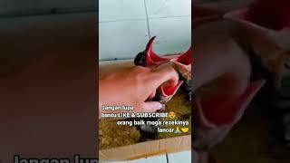 Ready anakan elang, gagak gaok dan burung hantu