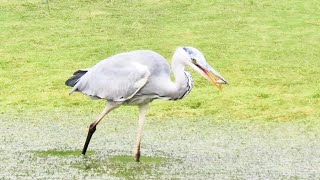 池で狩りをするアオサギ。カエル（？）を捕食する。