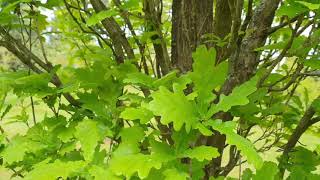 Quercus robur 'Fastigiata' dub letní křemelák