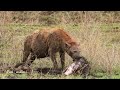 amazing  hyena in serengeti  eating   #amazinganimals in #serengetinational