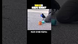 까마귀가 이렇게 똑똑해?