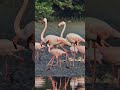 Thane Creek Flamingo Sanctuary #wildlife