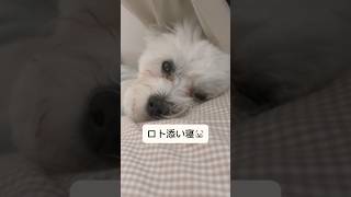 寝顔だいすきなぱぱころです😴 #shorts #short #shortvideo #dog #犬 #いぬ #cute #かわいい #可愛い #寝顔 #寝落ち