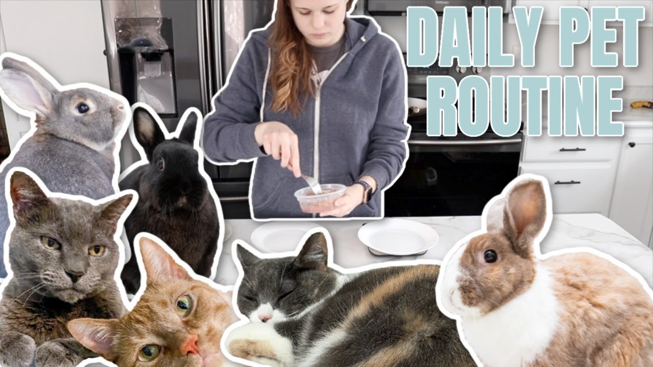 Daily Pet Care Routine Youtube