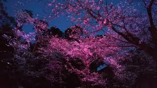 【夜桜】延岡城趾 城山公園