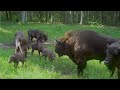 european bison spain s crazy experiment scientists shocked by the results