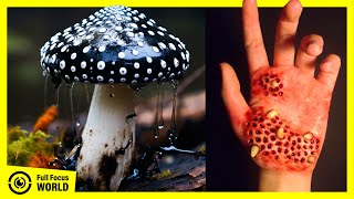 Top 10 Most POISONOUS MUSHROOMS in the World - Deadly Mushrooms