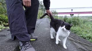 【地域猫】秋の長雨でも猫達に会いに行ったらナナ姫がすり寄って来てくれた。【魚くれくれ野良猫製作委員会】