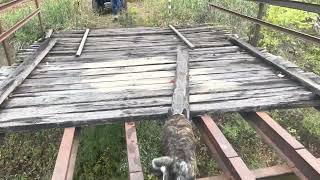 Dog named Radar crossing the Flathead Straddle Bridge pre-renovation.